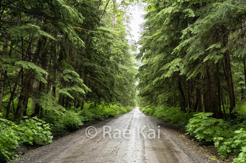 Rainforest Road-Traditional Photo