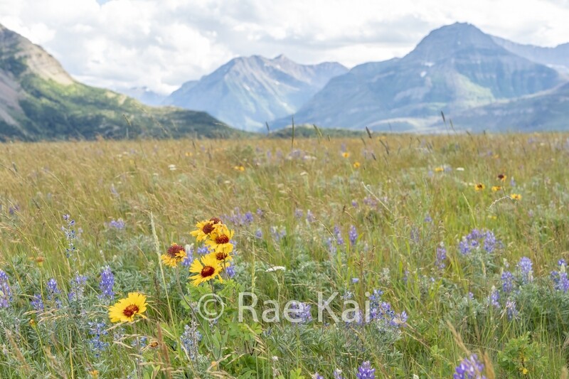 Field Of Flowers-Traditional Photo