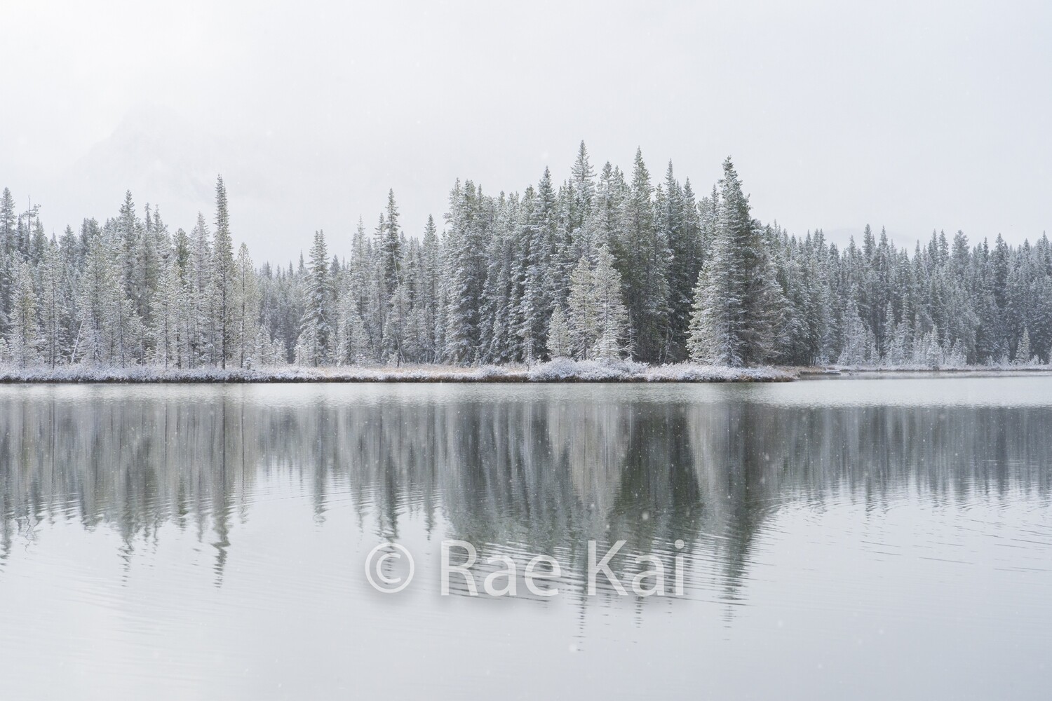 Snowcovered Pines-Traditional Photo