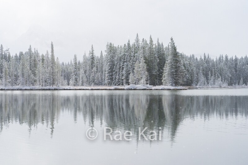 Snowcovered Pines-Traditional Photo