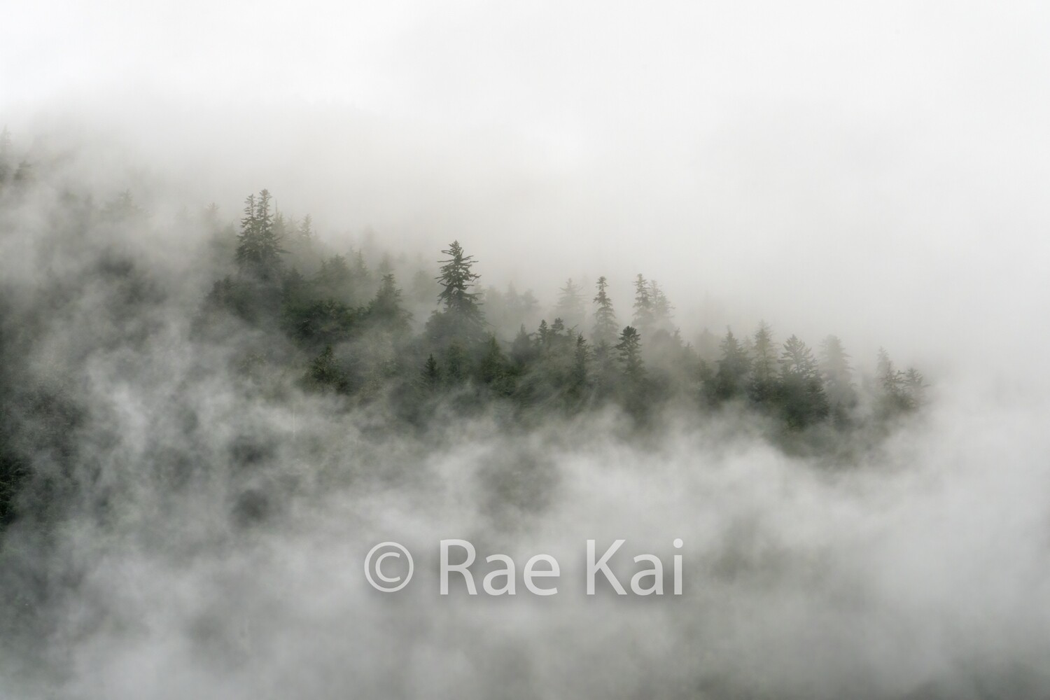 Cloud Forest-Traditional Photo