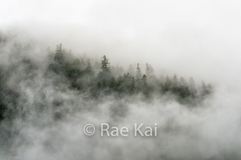 Cloud Forest-Traditional Photo