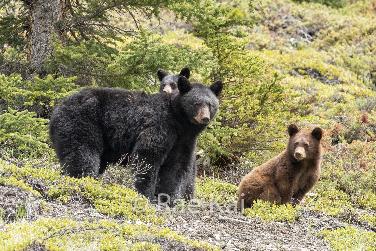 Looking Over Mom-Traditional Photo