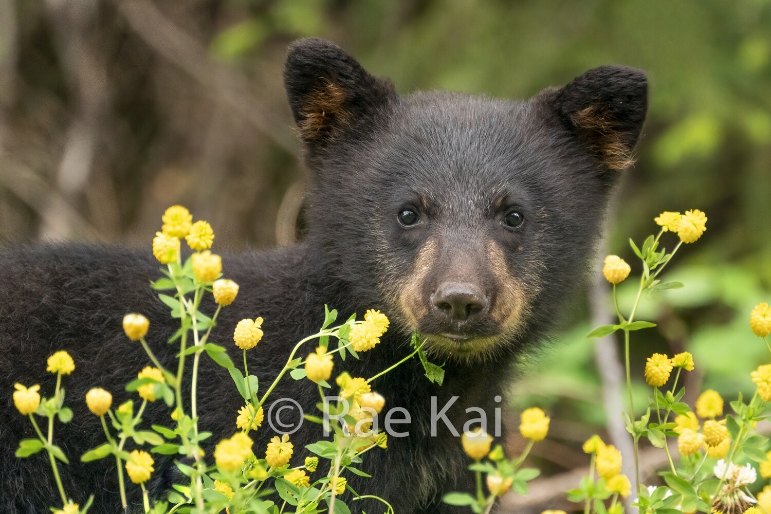Flower Cub-Traditional Photo