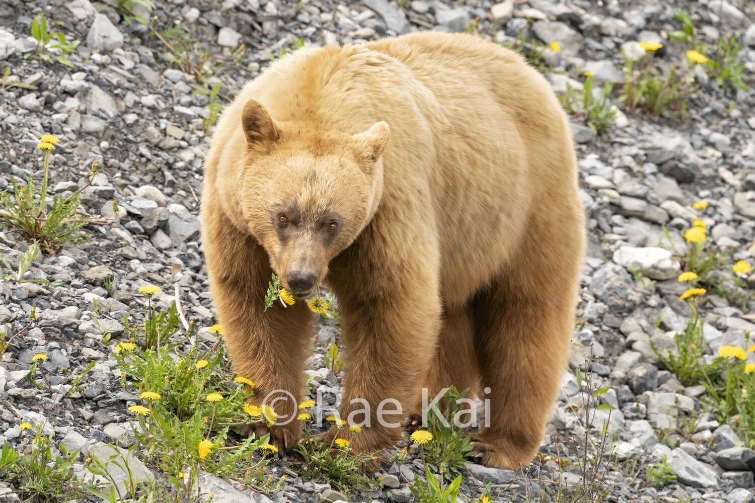 Caramel Black Bear-Traditional Photo