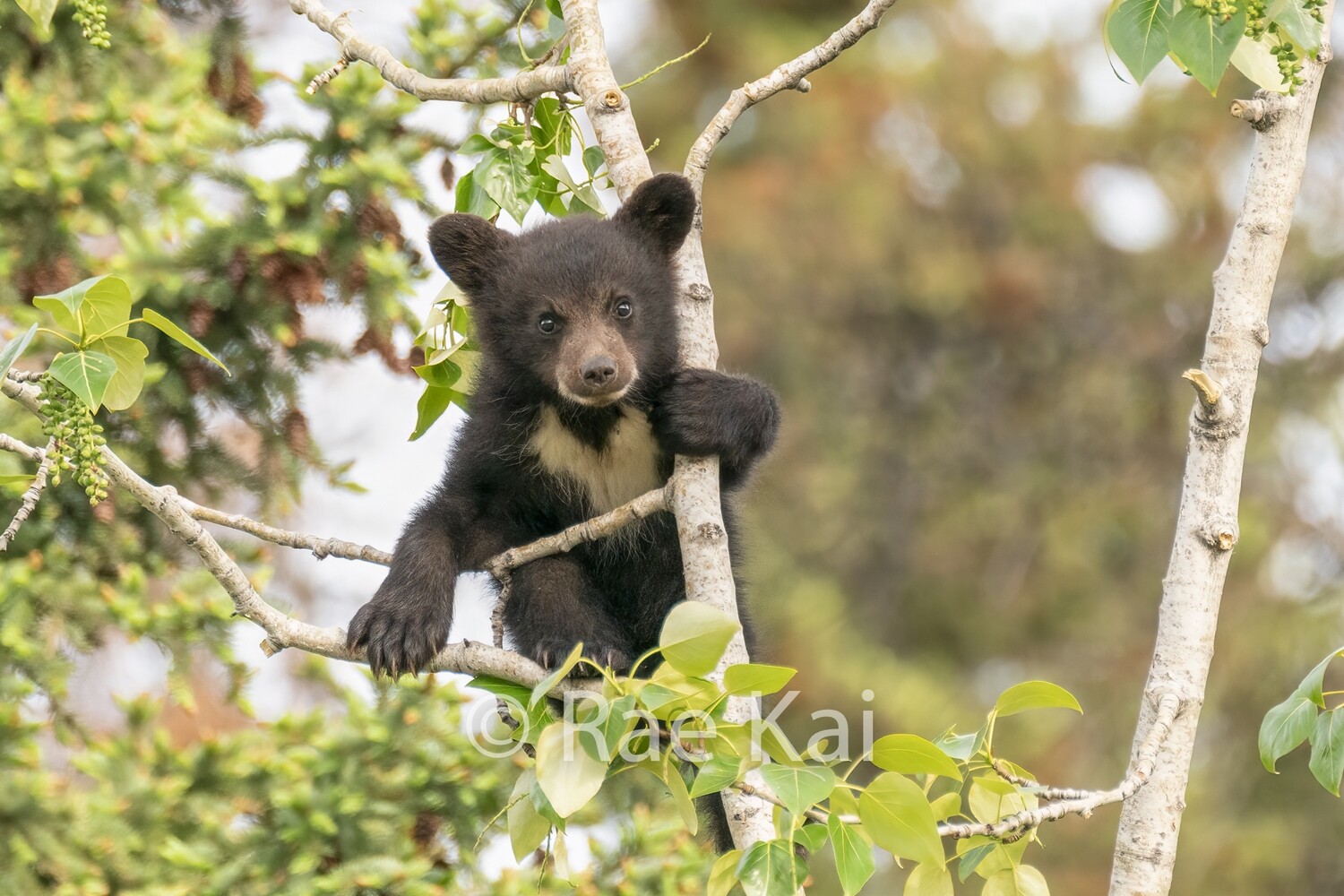 Hanging On Heart Cub-Traditional Photo