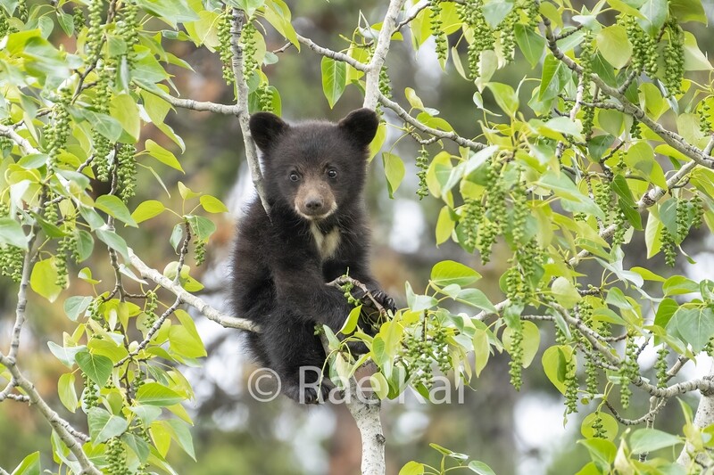 Heart Cub in Tree-Traditional Photo