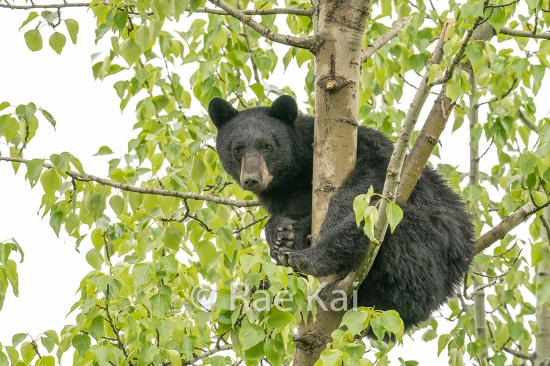 Tree Rest-Traditional Photo