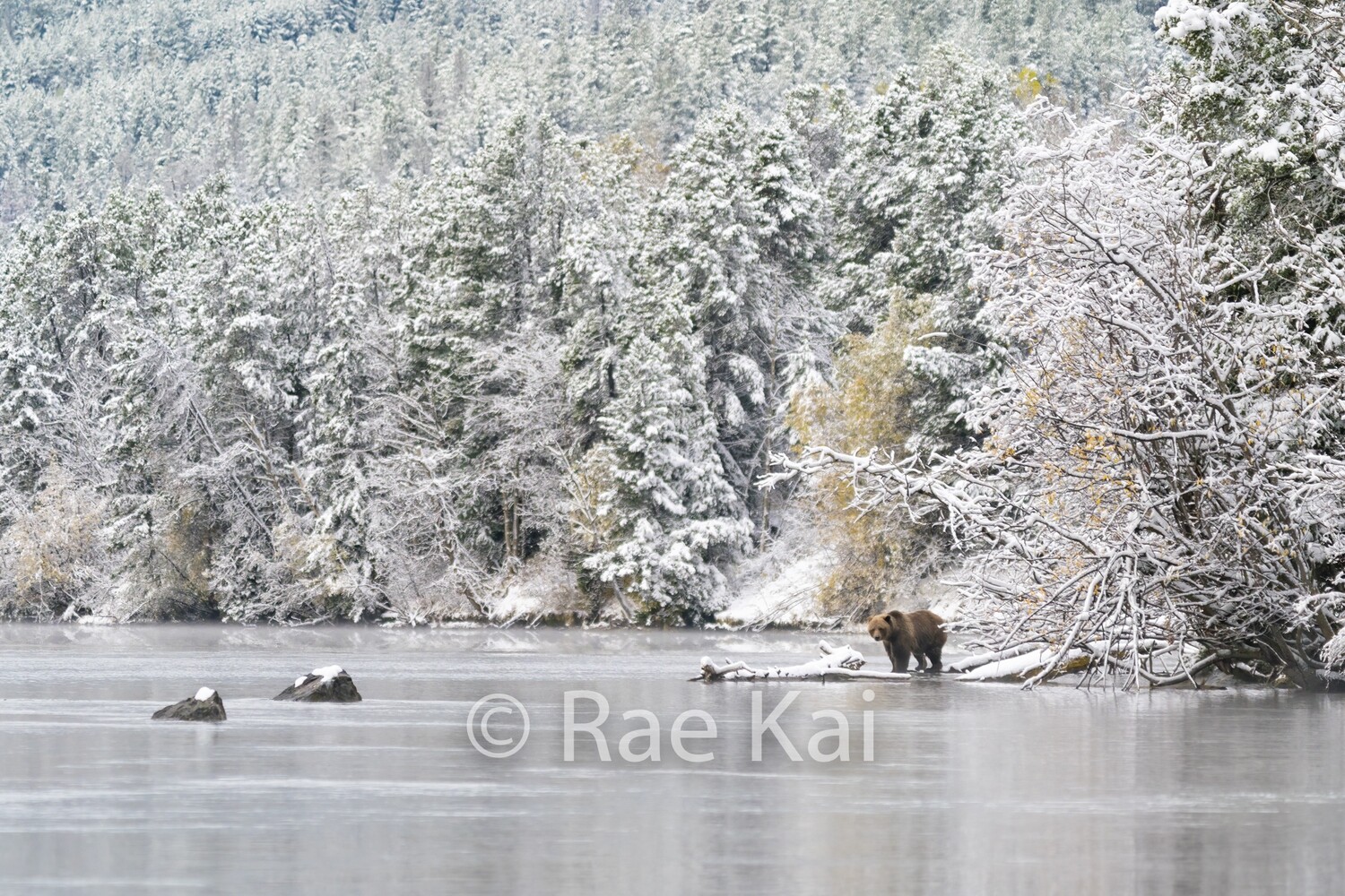 Winter Bear Scene-Traditional Photo