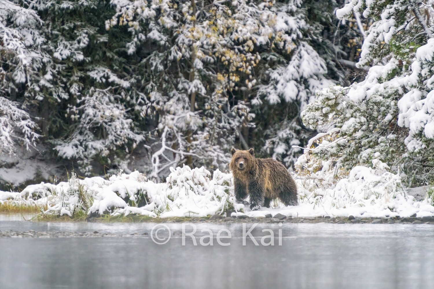 Recent Snowfall-Traditional Photo
