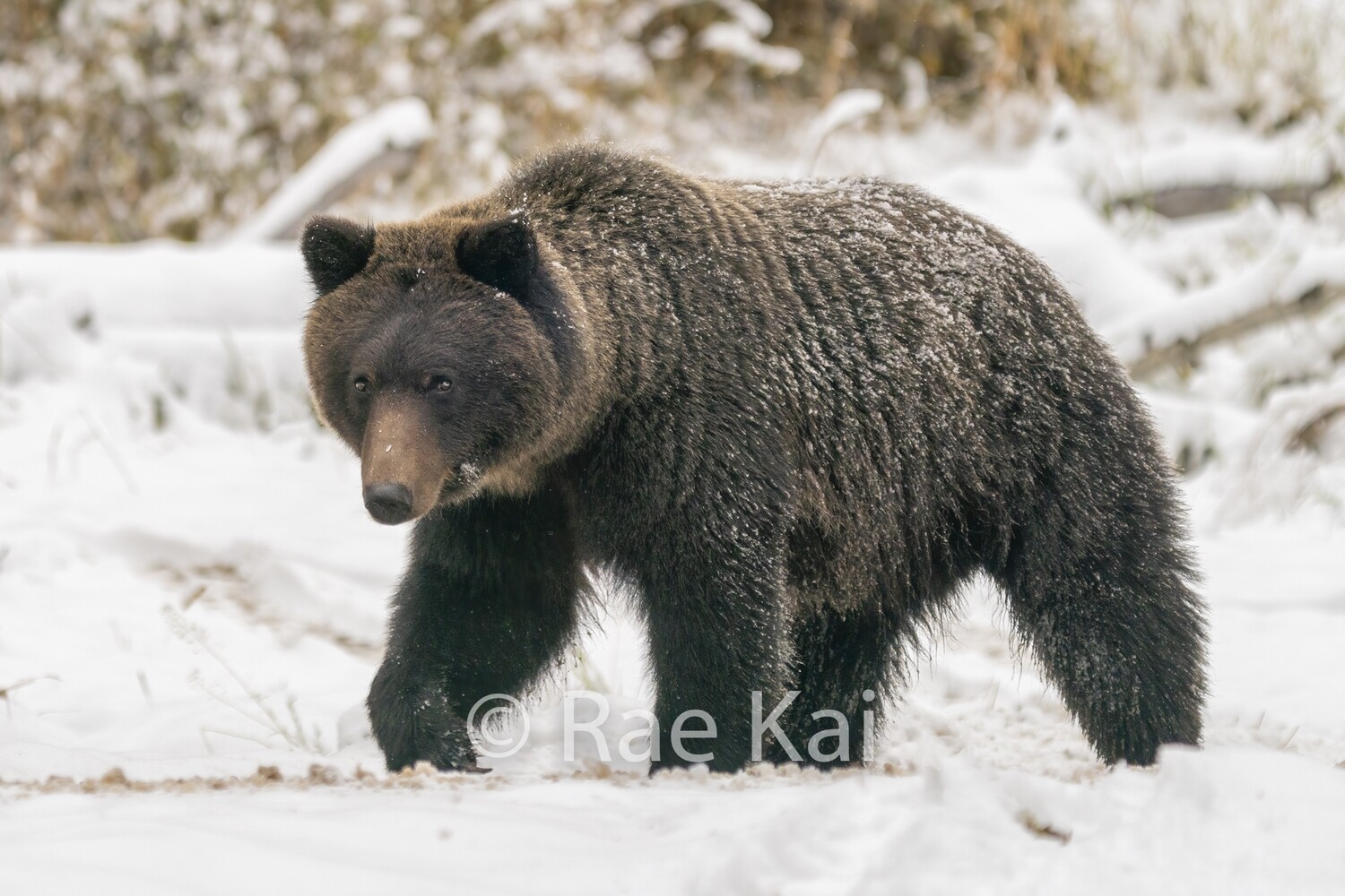 Bear Snow Walker-Traditional Photo