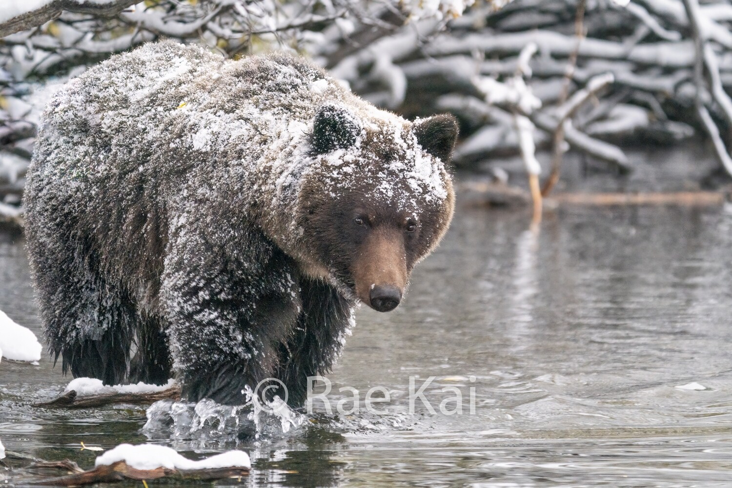 Snow Coat-Traditional Photo