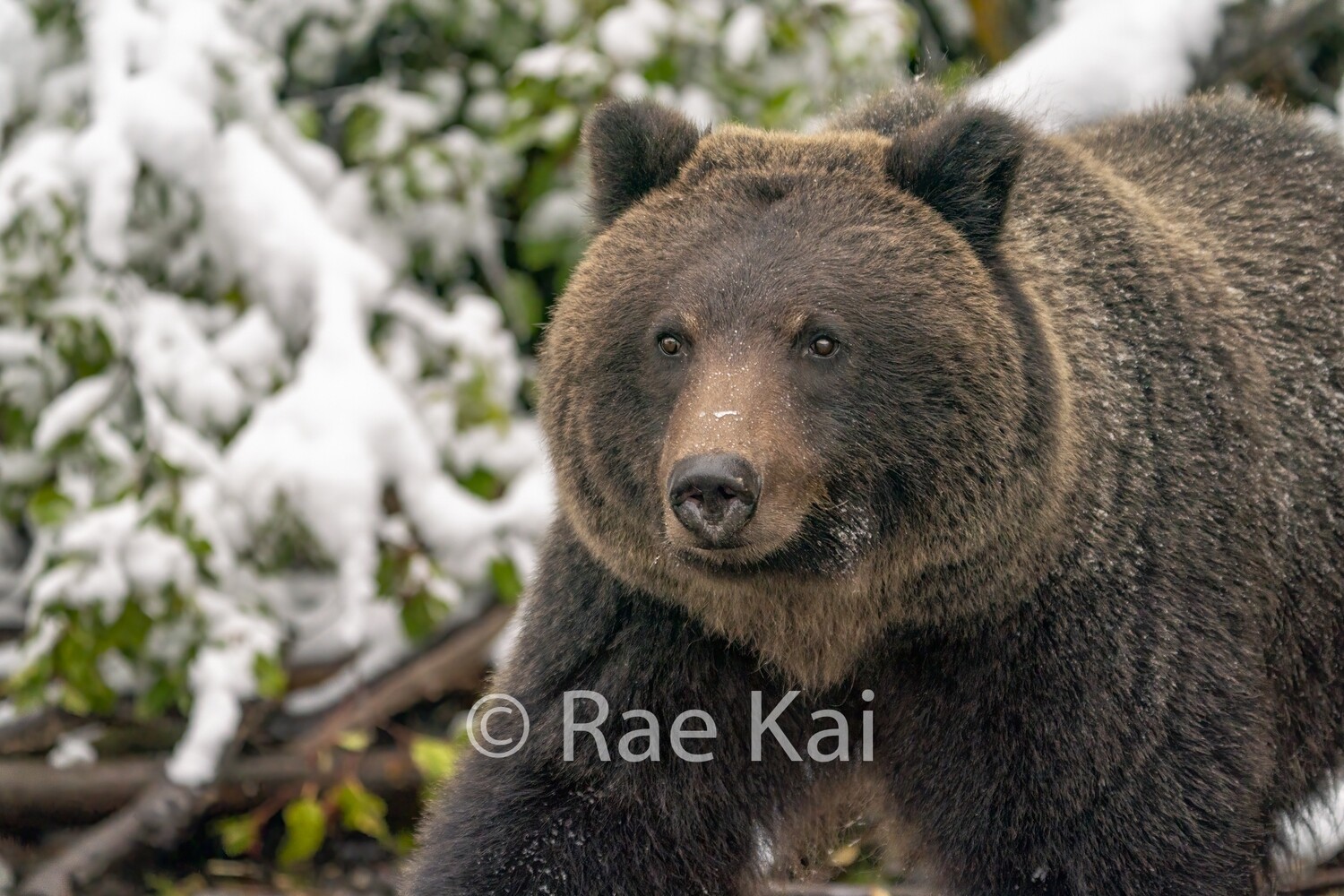 Waiting For Winter-Traditional Photo