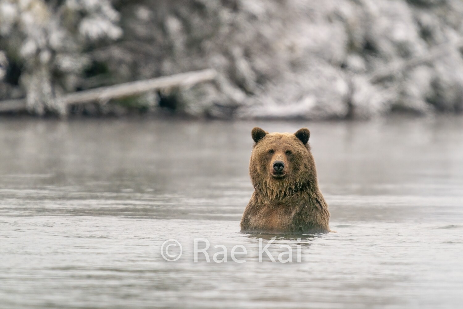 Snow Swim-Traditional Photo