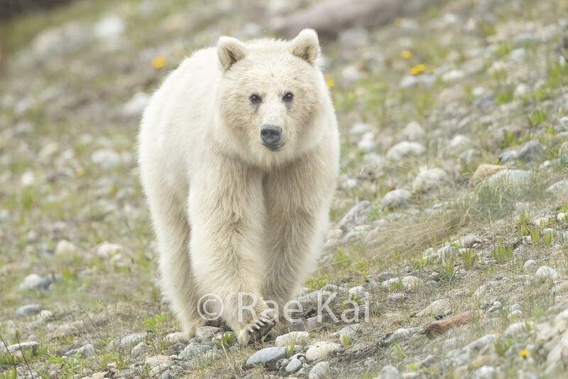 Rare White Grizzly Bear-Traditional Photo