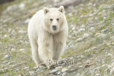 Bears-White Grizzly Bears