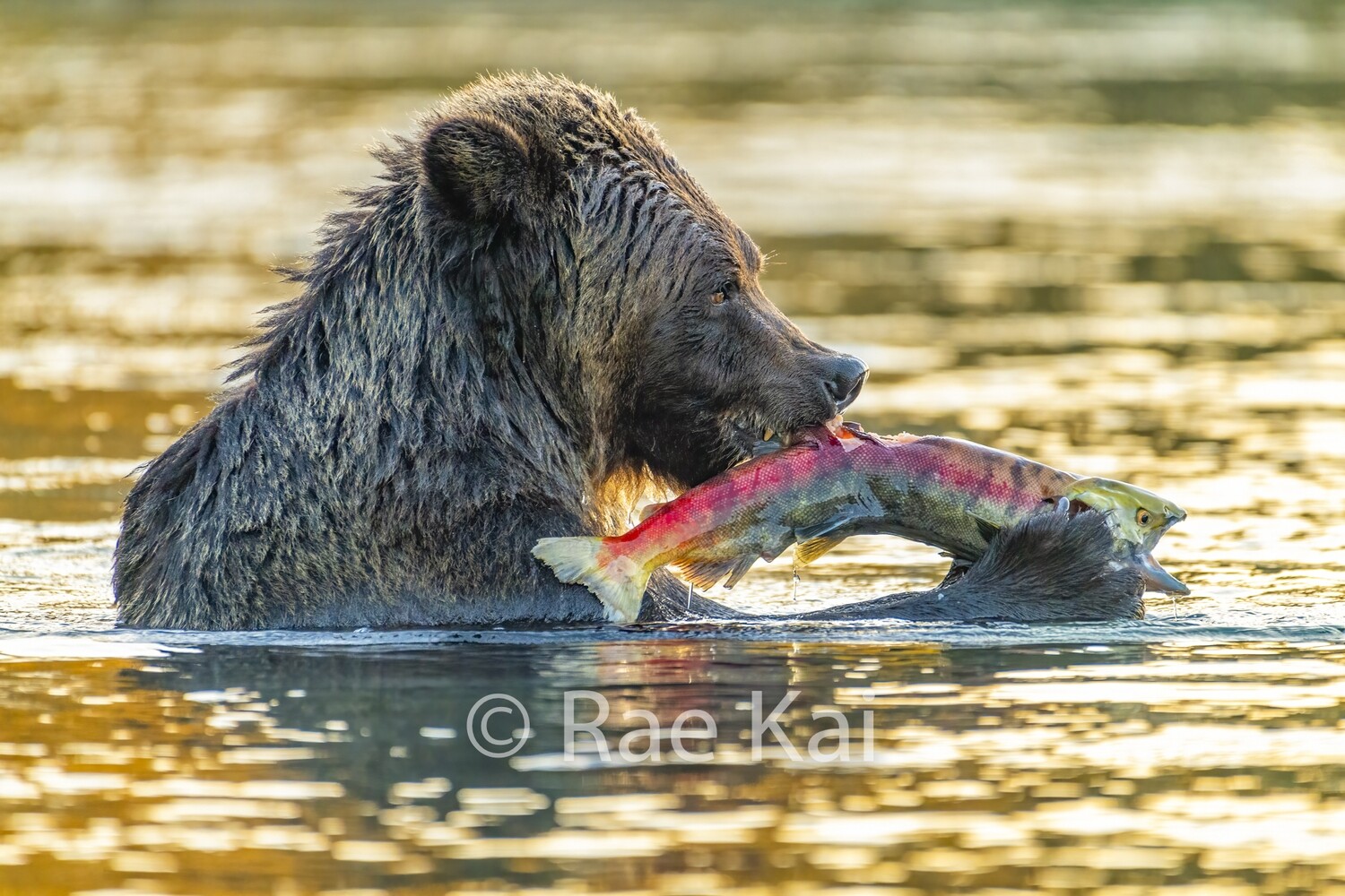 Salmon Grip-Traditional Photo