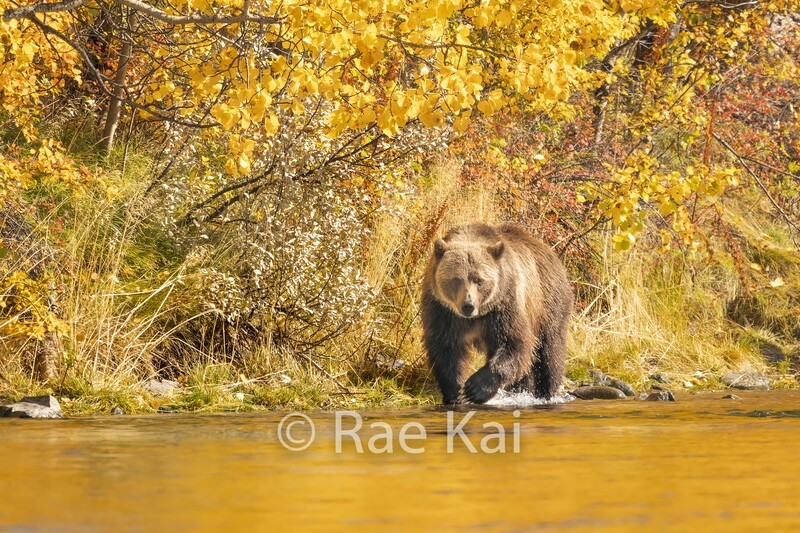 Autumn Walk-Traditional Photo
