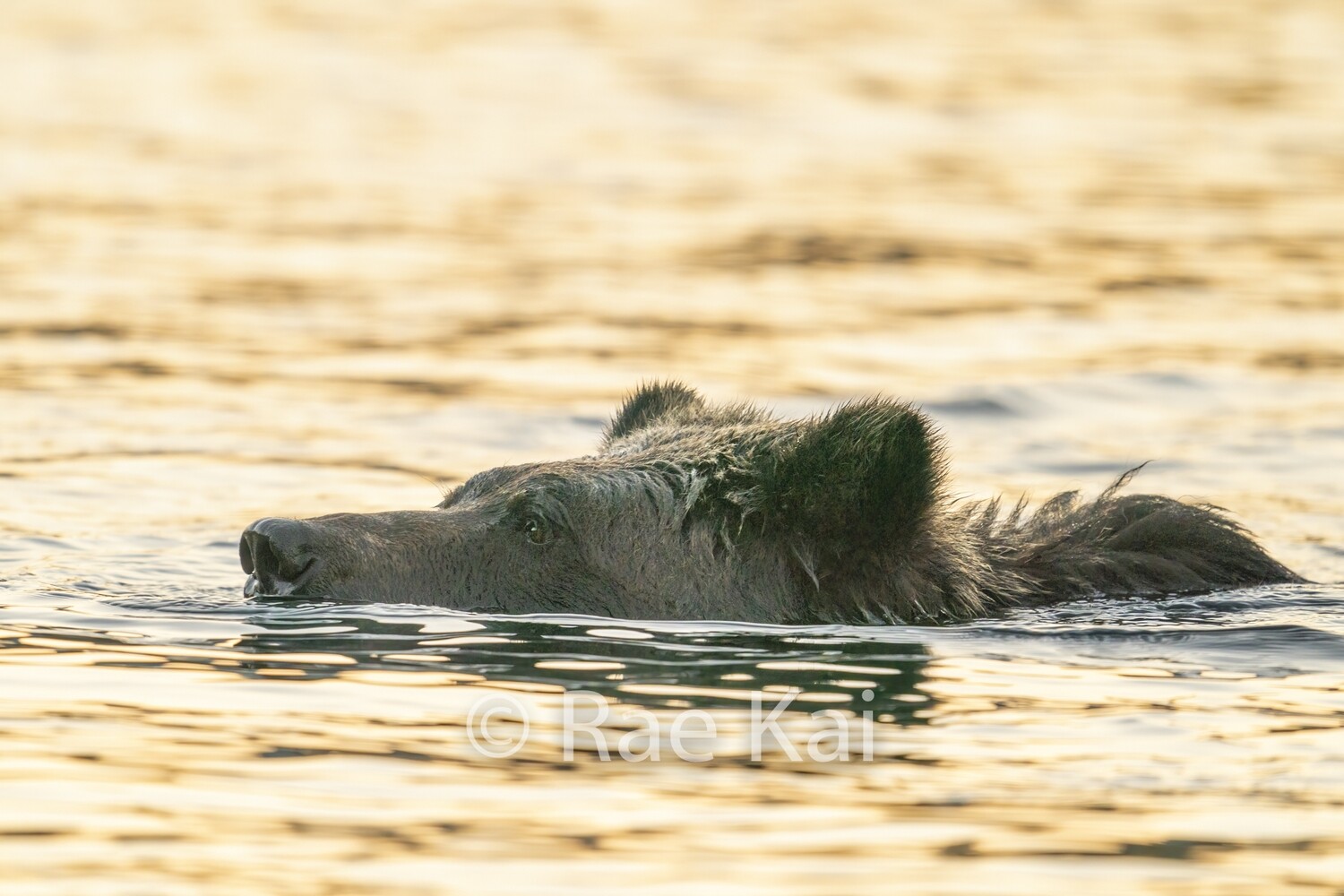 Sunrise Swim-Traditional Photo