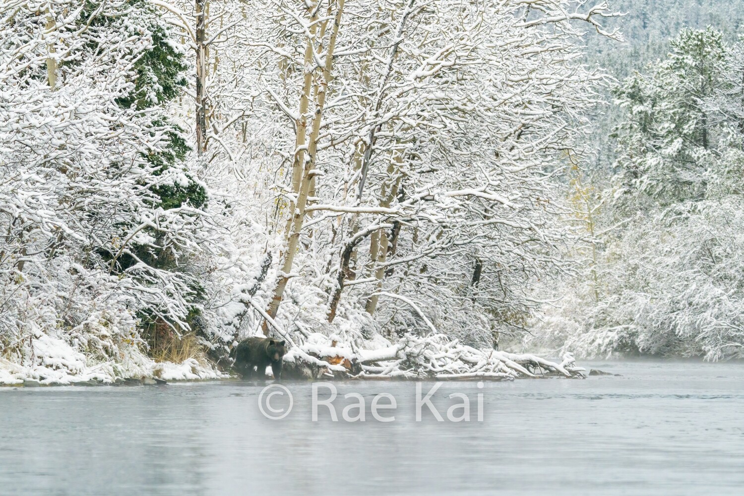 Winter River Bear-Traditional Photo