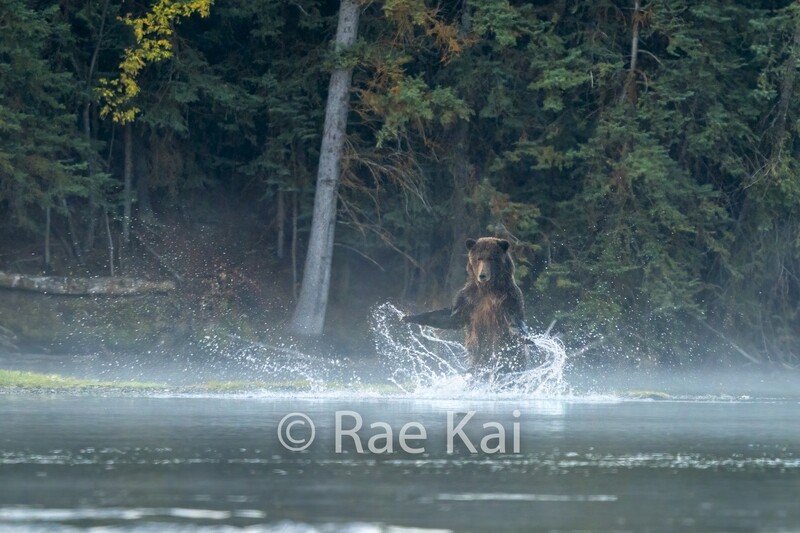 Water Dancer-Traditional Photo