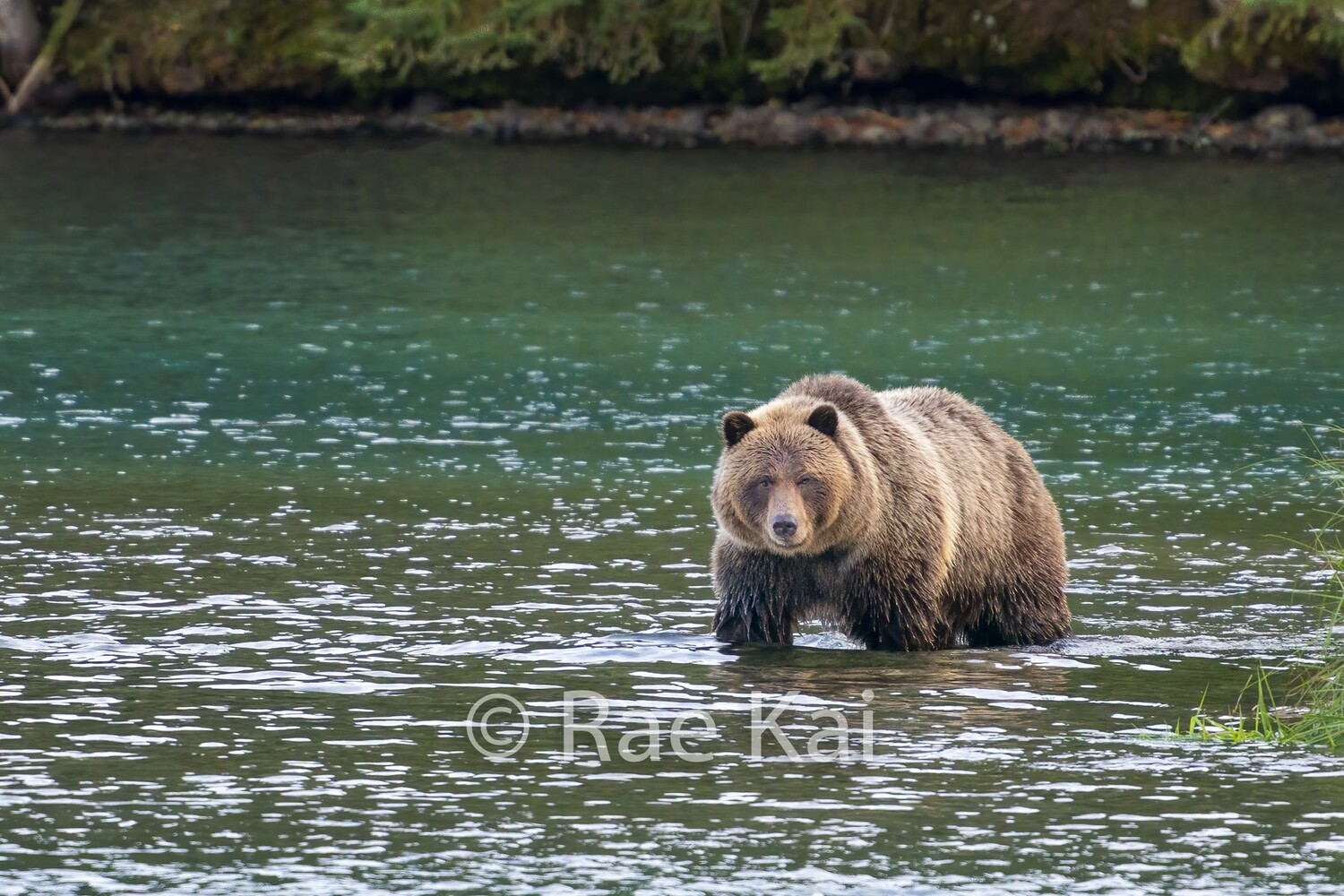 Strong Stance-Traditional Photo