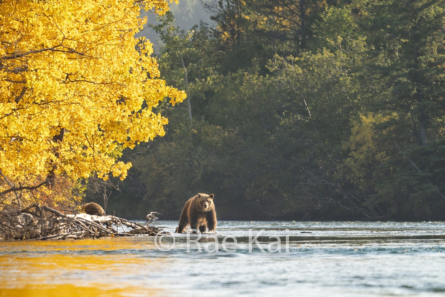 Walking the River-Traditional Photo
