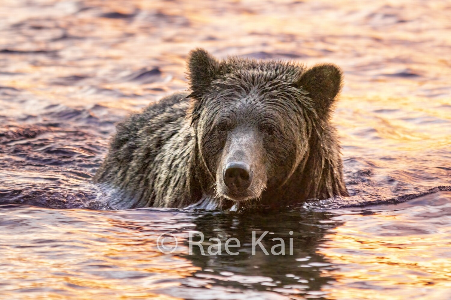 Pink Sunrise Bear-Traditional Photo