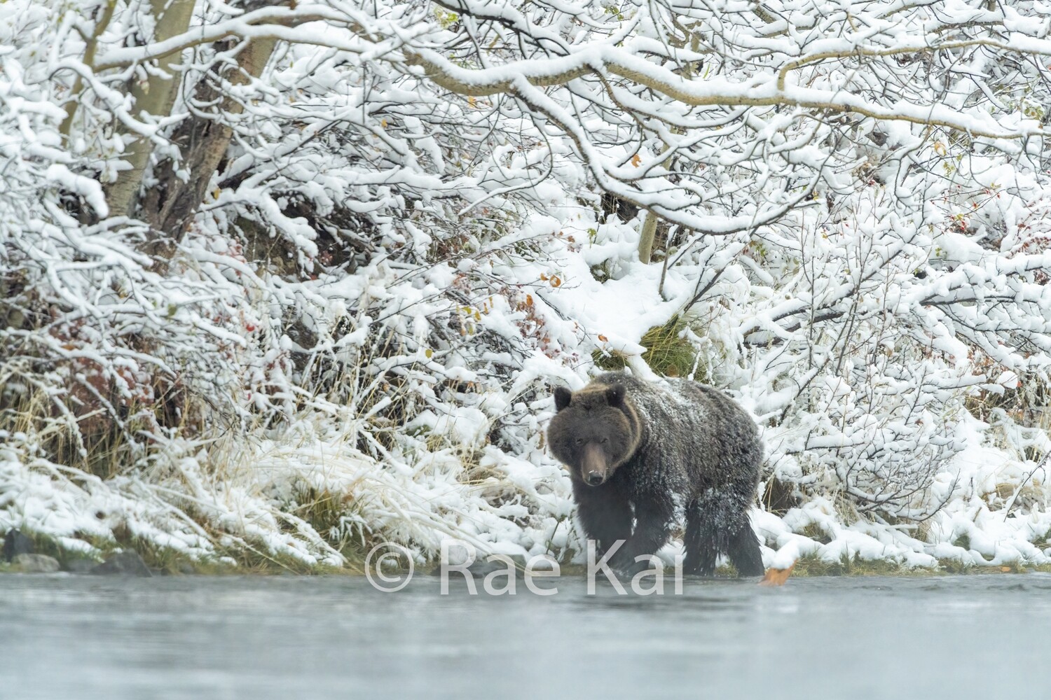First River Snowfall-Traditional Photo