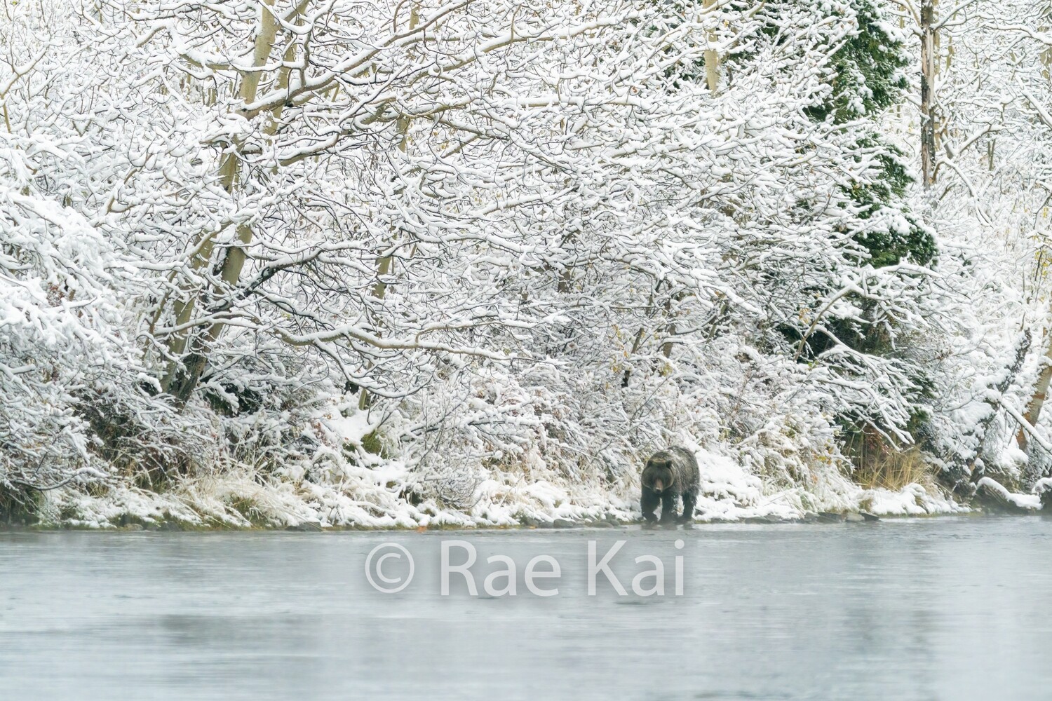 Winter River Walker-Traditional Photo
