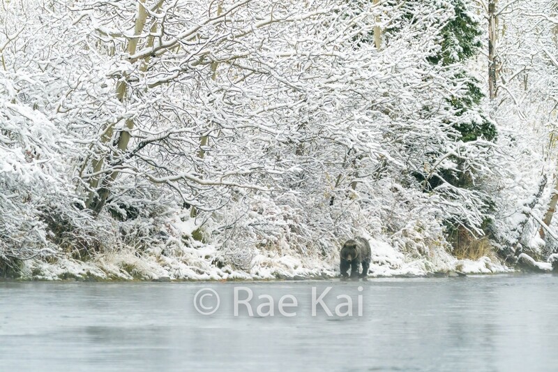 Winter River Walker-Traditional Photo