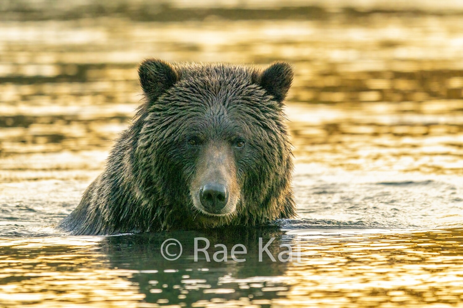 Morning Swim-Traditional Photo