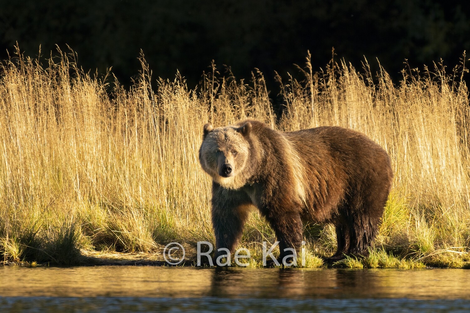 Golden Bear-Traditional Photo