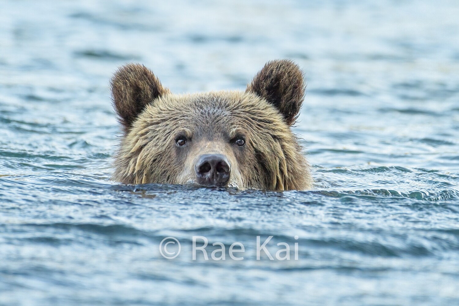 Submarine Cub-Traditional Photo
