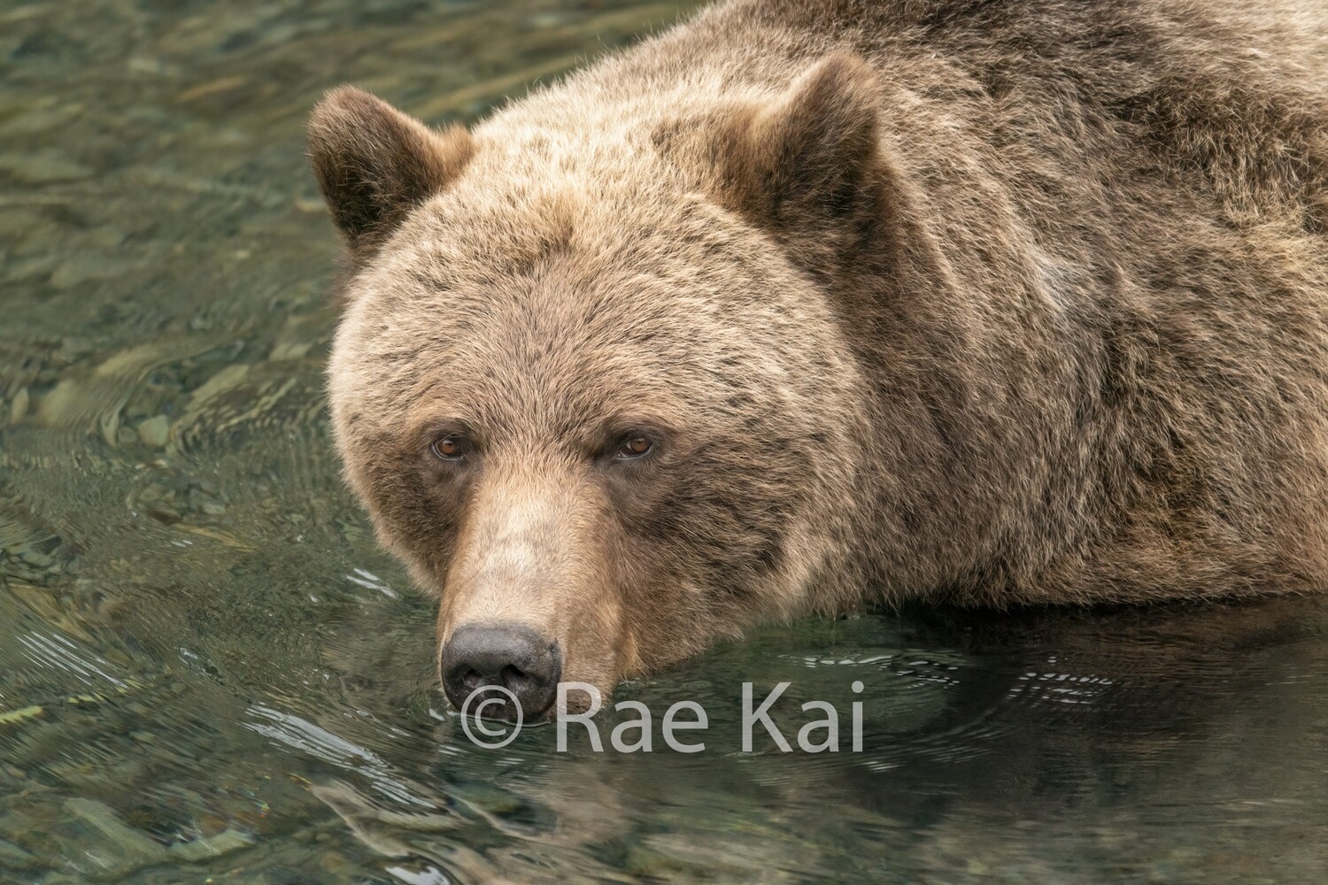 Clear Water-Traditional Photo