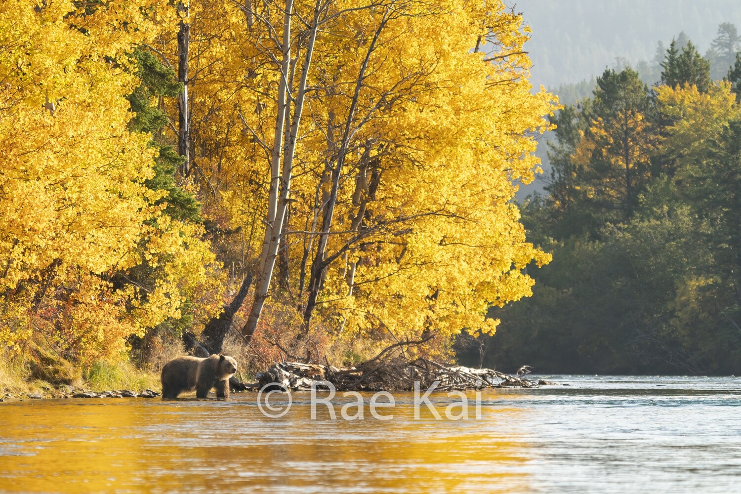 Fall Corner-Traditional Photo