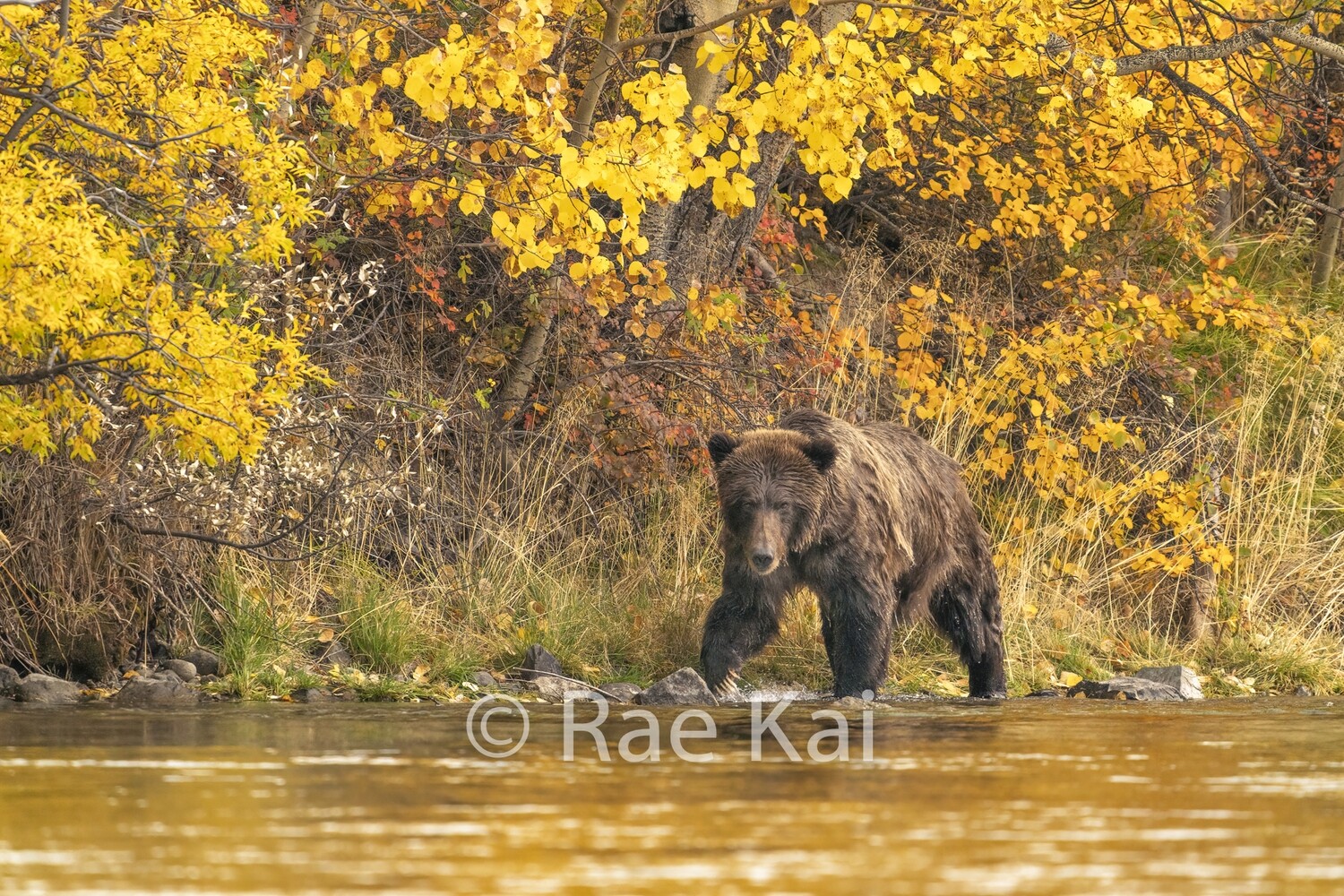 Shoreline Search-Traditional Photo