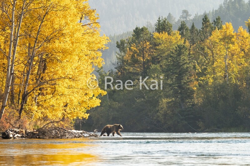 Fall Splendor-Traditional Photo