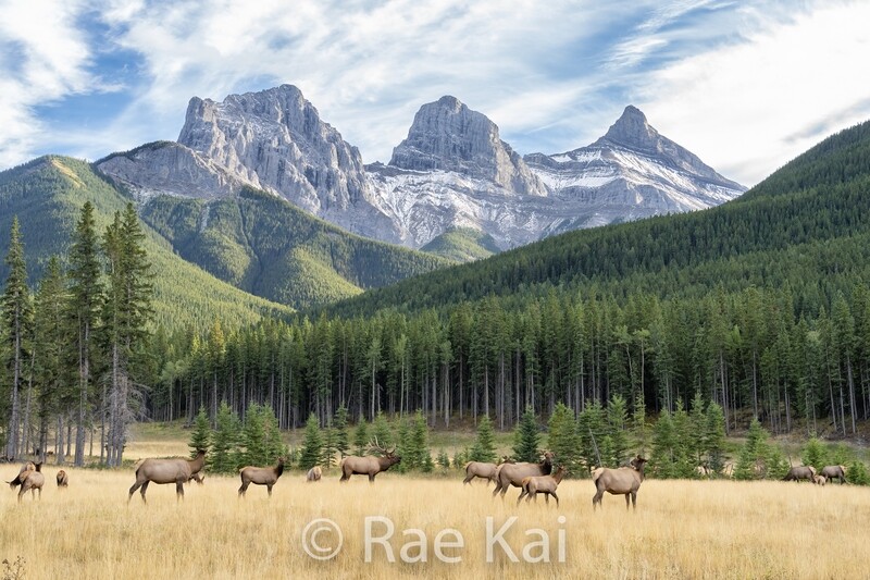 Mountain Meadow-Traditional Photo