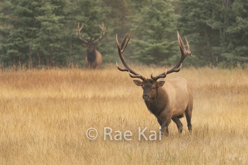 The Chase-Traditional Photo