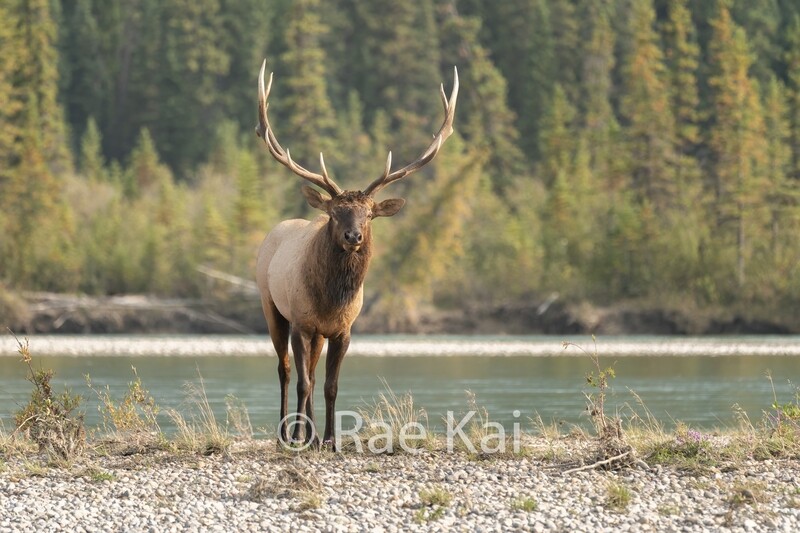 River Watcher-Traditional Photo
