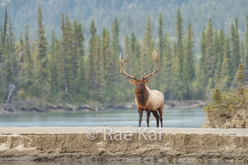 Island Elk-Traditional Photo