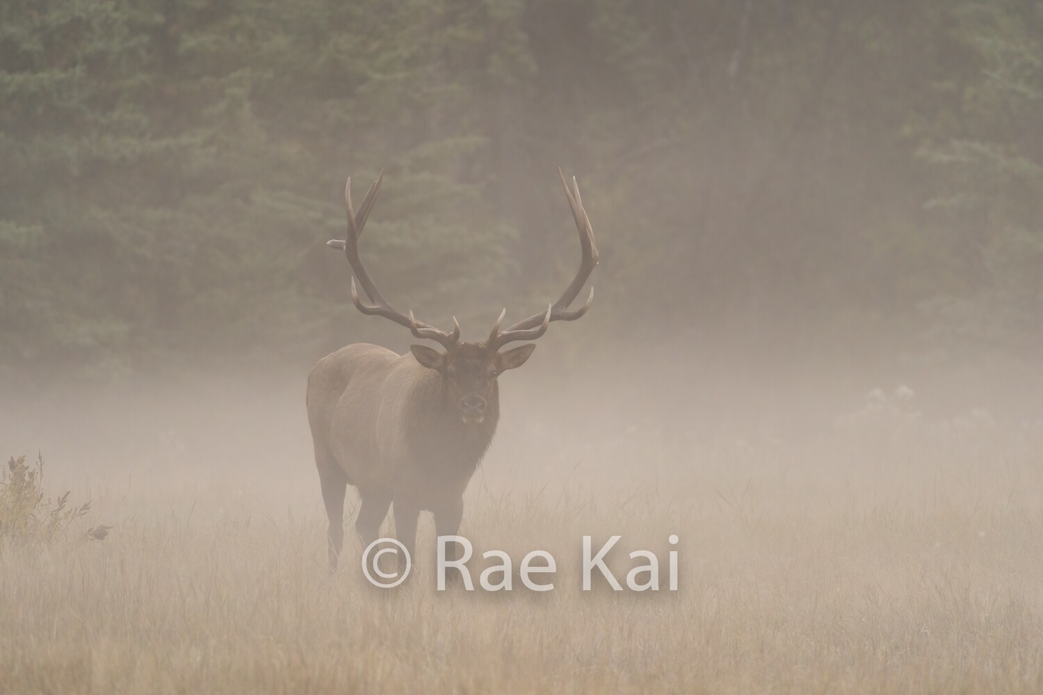 Through The Fog-Traditional Photo