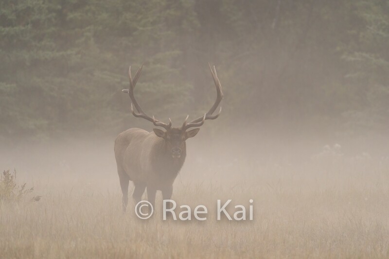 Through The Fog-Traditional Photo