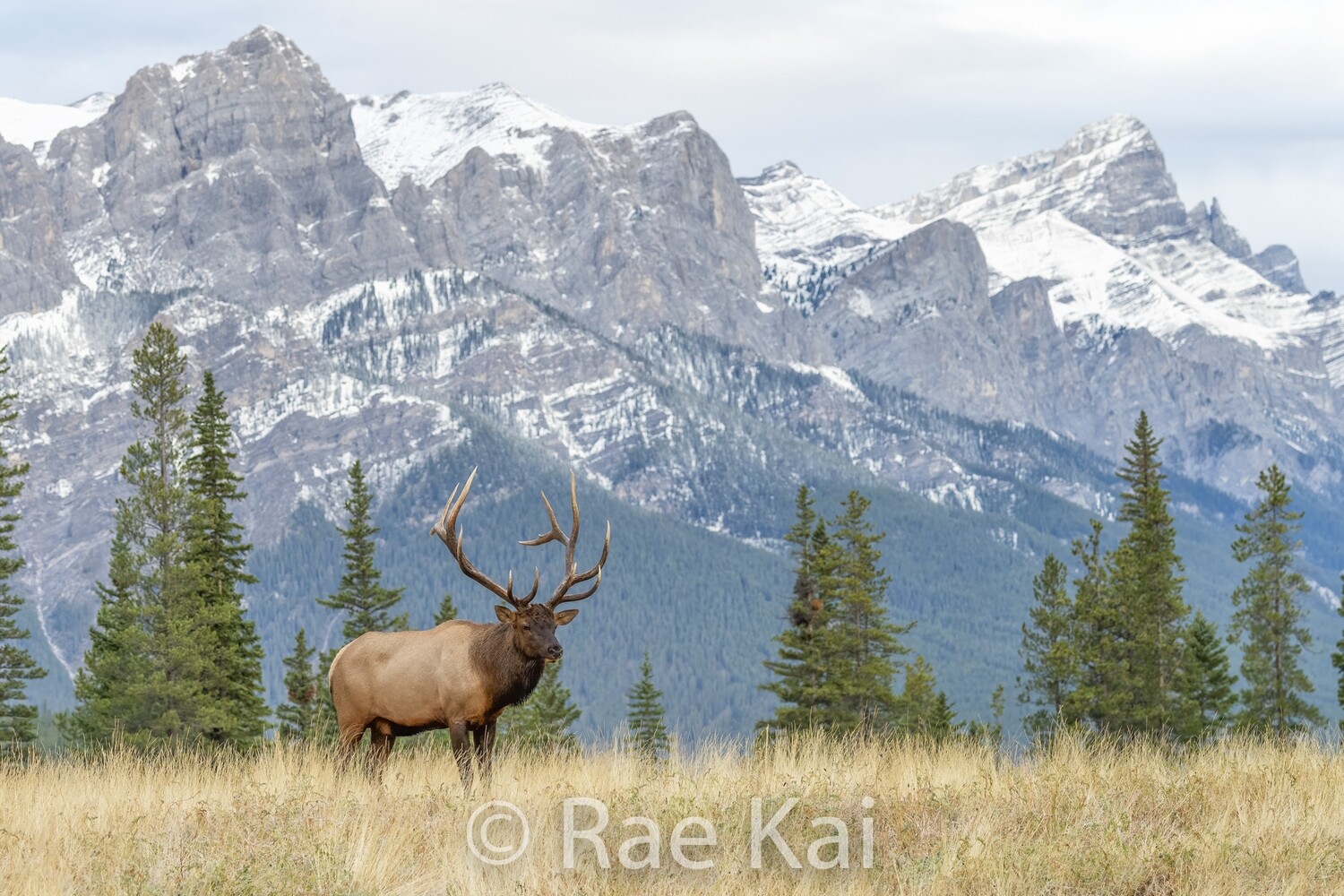 Mountain Home-Traditional Photo