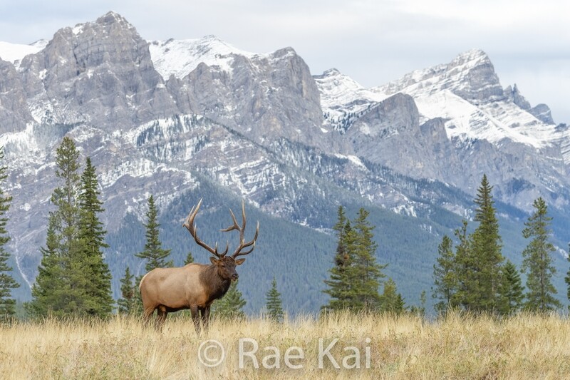 Mountain Home-Traditional Photo