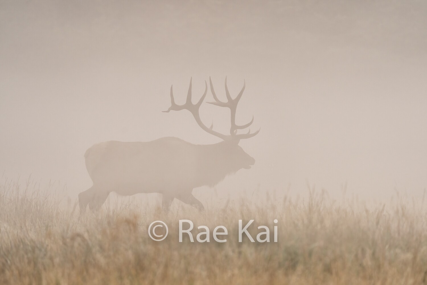 In The Fog-Traditional Photo