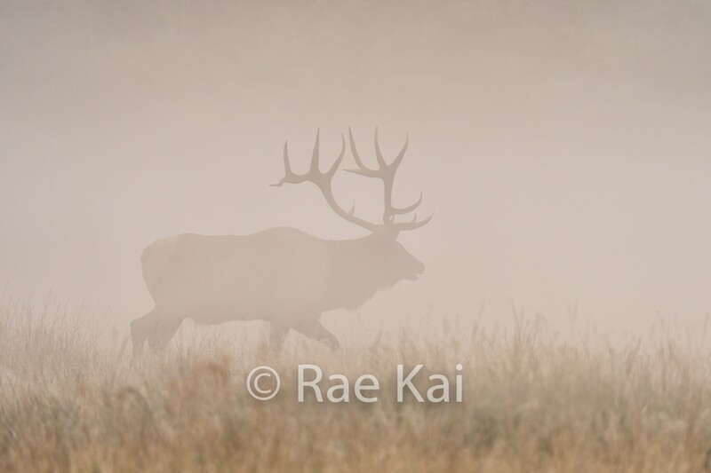 In The Fog-Traditional Photo