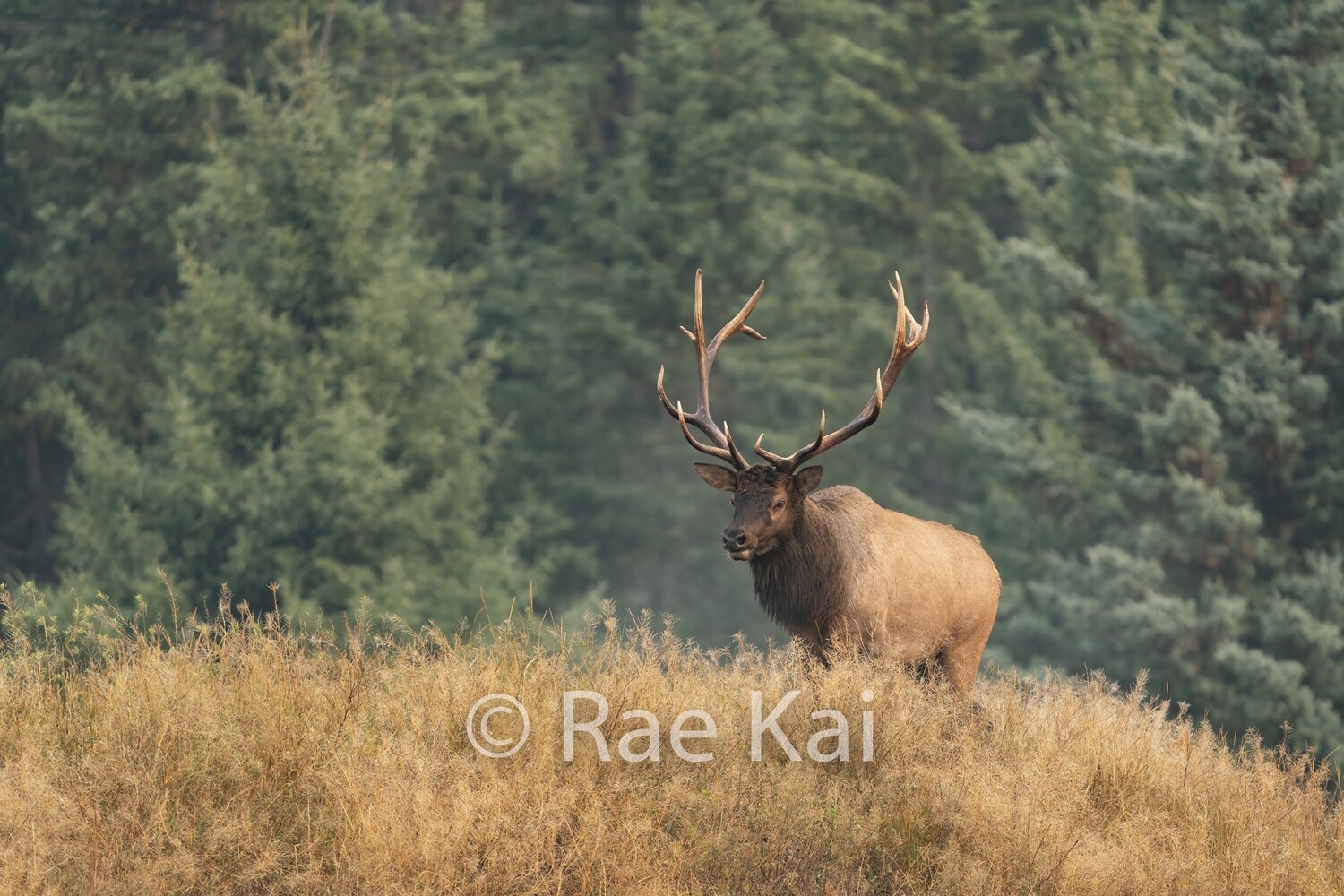 King Of The Castle-Traditional Photo