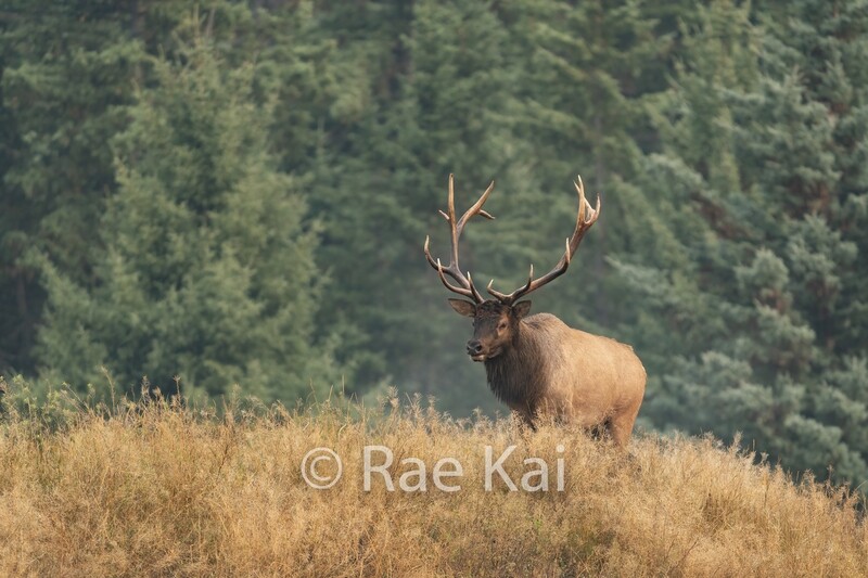 King Of The Castle-Traditional Photo